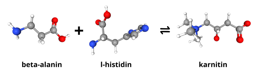 En effekt av beta-alaning är bildandet av karnitin i muskler